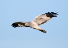 Hen Harrier