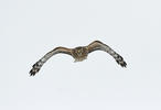 Hen Harrier