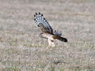 Hen Harrier