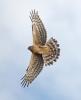 Hen Harrier