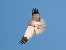 Hen Harrier