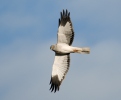 Hen Harrier