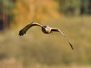 Hen Harrier