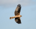 Hen Harrier