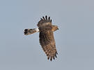 Hen Harrier