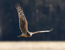 Hen Harrier