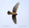 Hen Harrier