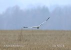 Hen Harrier