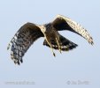 Hen Harrier