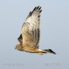 Hen Harrier