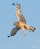 Hen Harrier