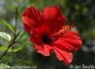 Hibiskussläktet