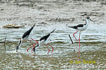 Himantopus mexicanus