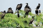 Hindia kormorano