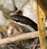 Hispaniolan Black Racer