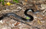 Hispaniolan Black Racer