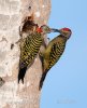 Hispaniolan Woodpecker