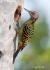 Hispaniolan Woodpecker