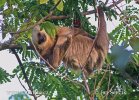 Hoffman´s two-toed sloth