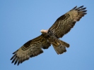 Honey Buzzard