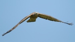 Honey Buzzard