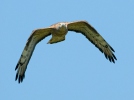 Honey Buzzard