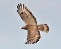 Honey Buzzard