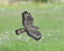 Honey Buzzard