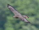 Honey Buzzard