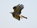 Honey Buzzard