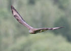 Honey Buzzard