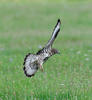 Honey Buzzard