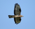 Honey Buzzard