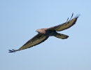 Honey Buzzard