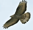 Honey Buzzard