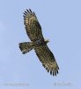 Honey Buzzard