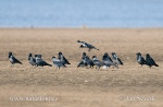 Hooded Crow