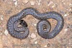 Hooded Snake