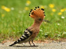 Hoopoe