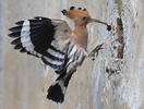 Hoopoe