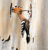 Hoopoe