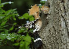 Hoopoe