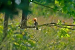 Hoopoe