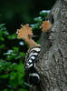 Hoopoe