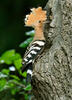 Hoopoe