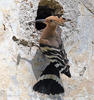 Hoopoe