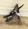 House Martin