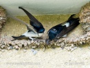 House Martin