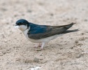 House Martin