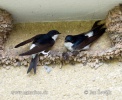 House Martin